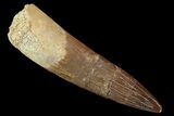 Fossil Plesiosaur (Zarafasaura) Tooth - Morocco #81577-1